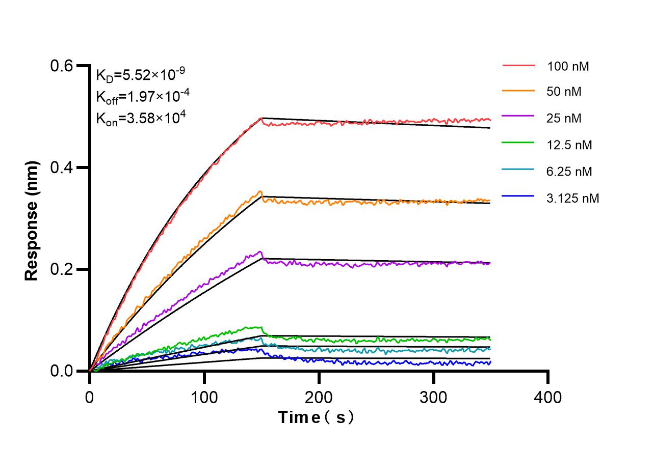 Affinity and Kinetic Characterization of 85321-2-RR Affinity and Kinetic Characterization of 85321-2-RR