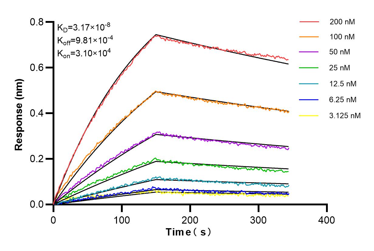 Affinity and Kinetic Characterization of 85327-1-RR
