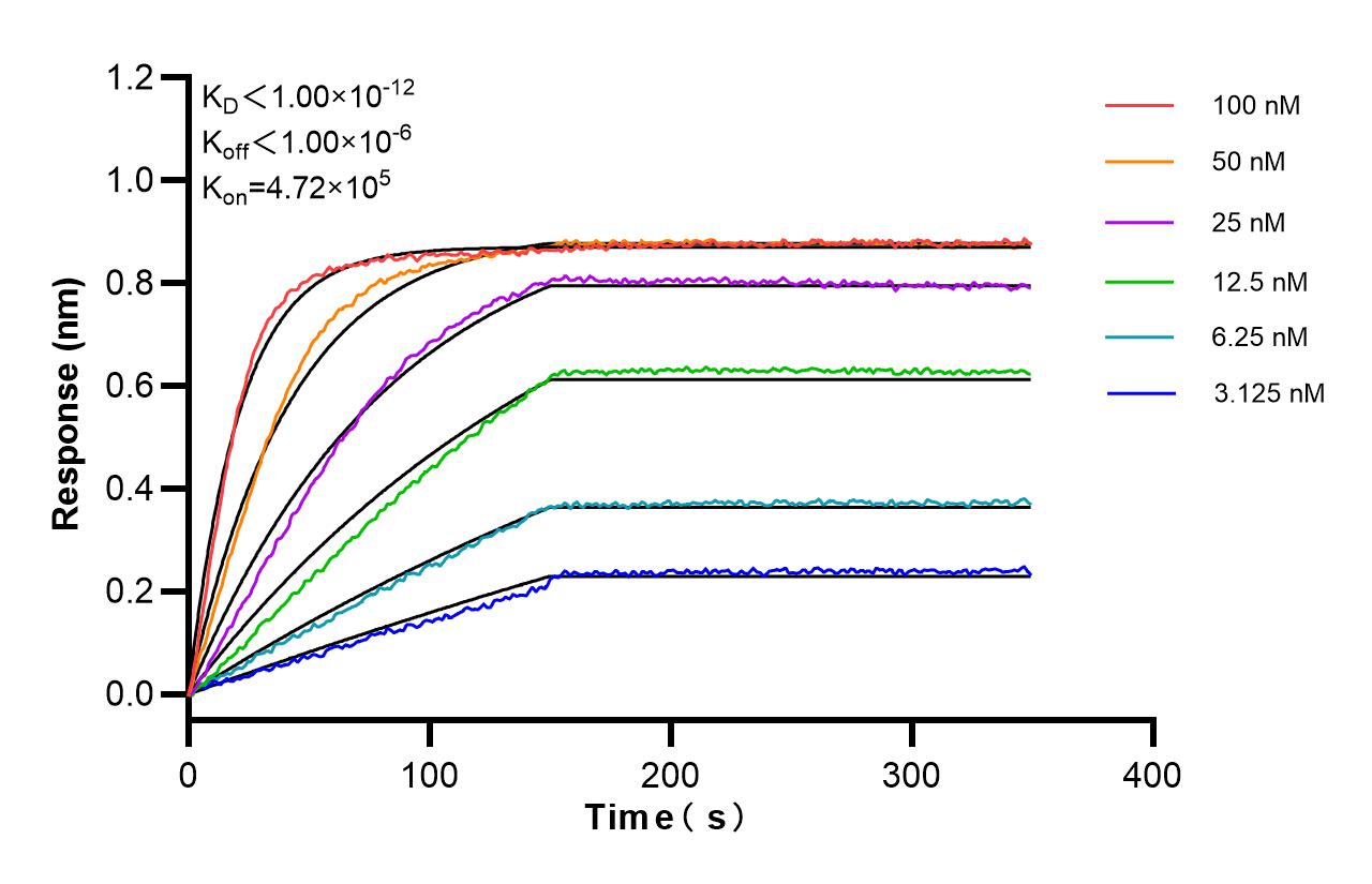 Affinity and Kinetic Characterization of 85336-1-RR