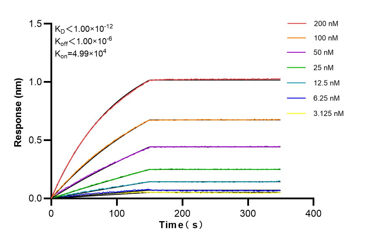 Biolayer interferometry (BLl) kinetic assays of <a class='green' href='/productredirect?CatalogNo=85374-1-RR' target='_blank'>85374-1-RR</a> against Human P4HA3 were performed. The affinity constant is below 1 pM. Affinity of 85374-1-RR