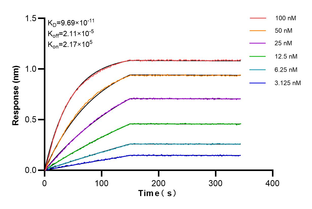Biolayer interferometry (BLl) kinetic assays of 85408-5-RR against Human PARN were performed. The affinity constant is 96.9 pM. Affinity and Kinetic Characterization of 85408-5-RR