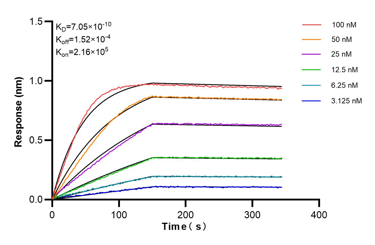 Affinity and Kinetic Characterization of 85444-3-RR