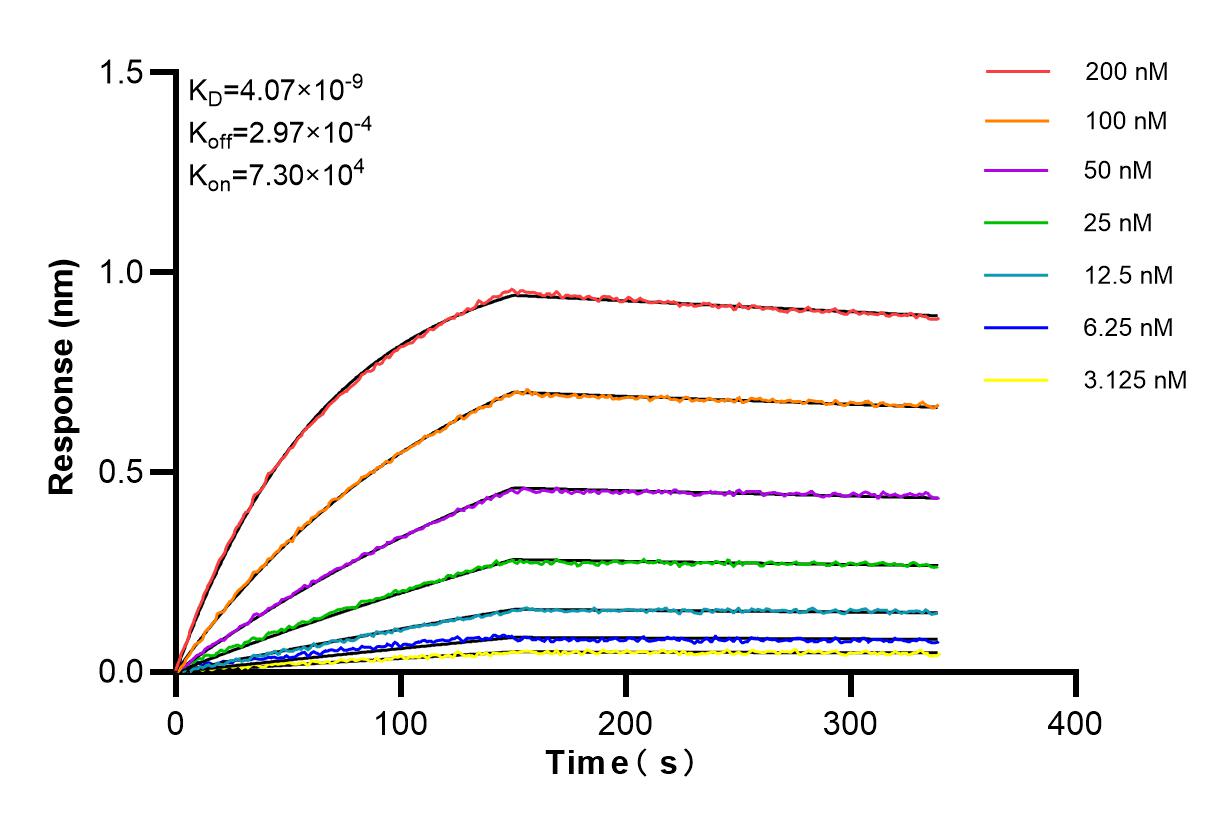 Affinity and Kinetic Characterization of 85445-3-RR