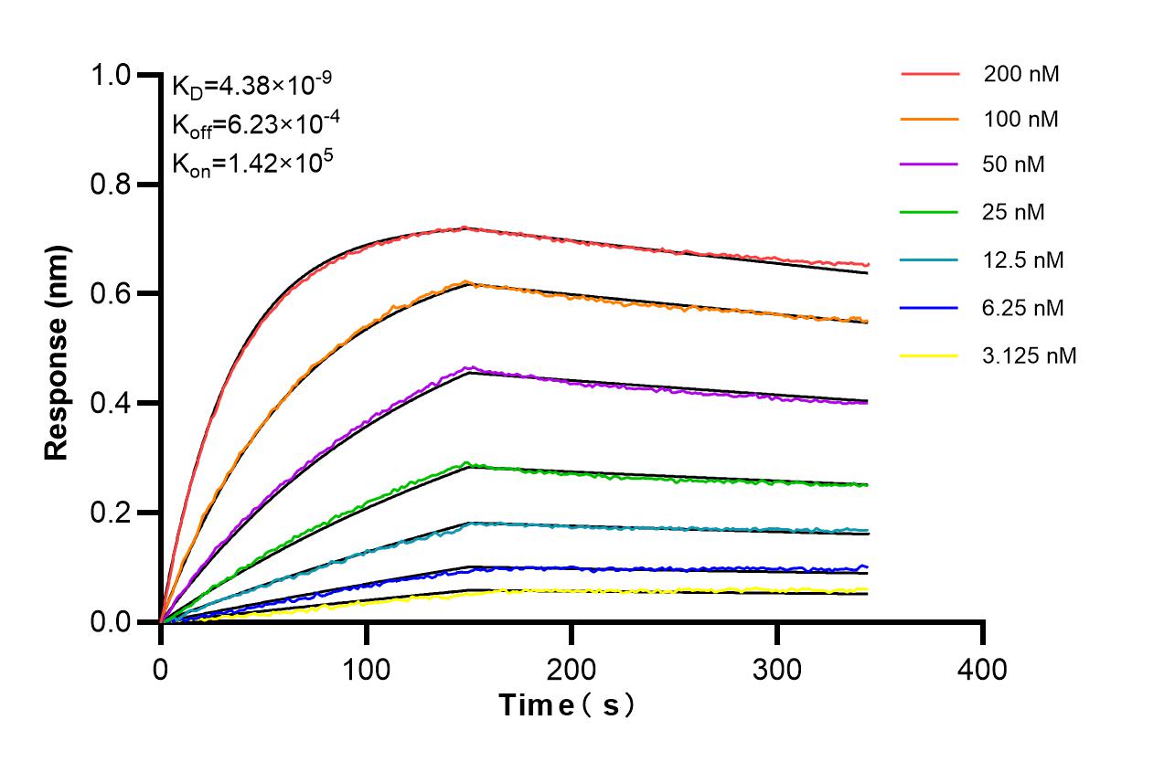 Biolayer interferometry (BLl) kinetic assays of <a class='green' href='/productredirect?CatalogNo=85637-2-RR' target='_blank'>85637-2-RR</a> against Human Centrin 1 were performed. The affinity constant is 4.38 nM. Affinity of 85637-2-RR
