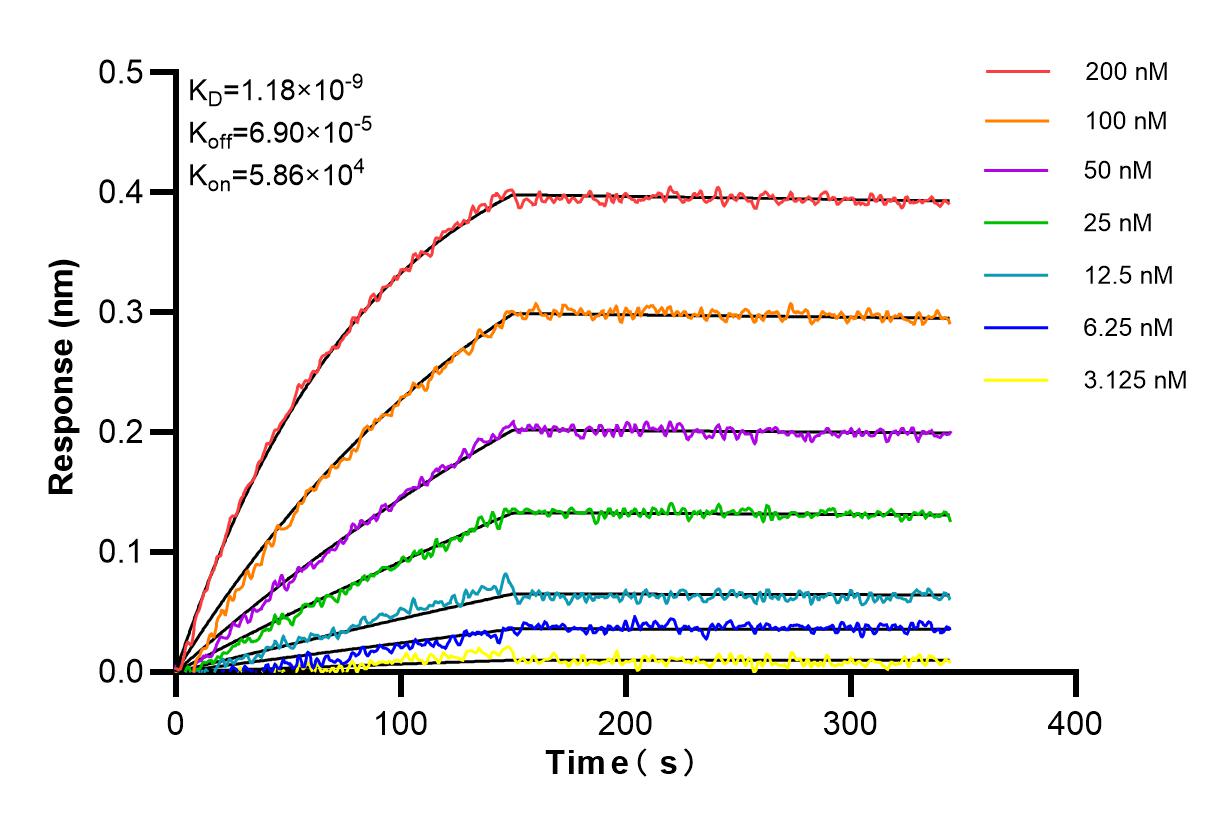 Affinity and Kinetic Characterization of 85638-4-RR