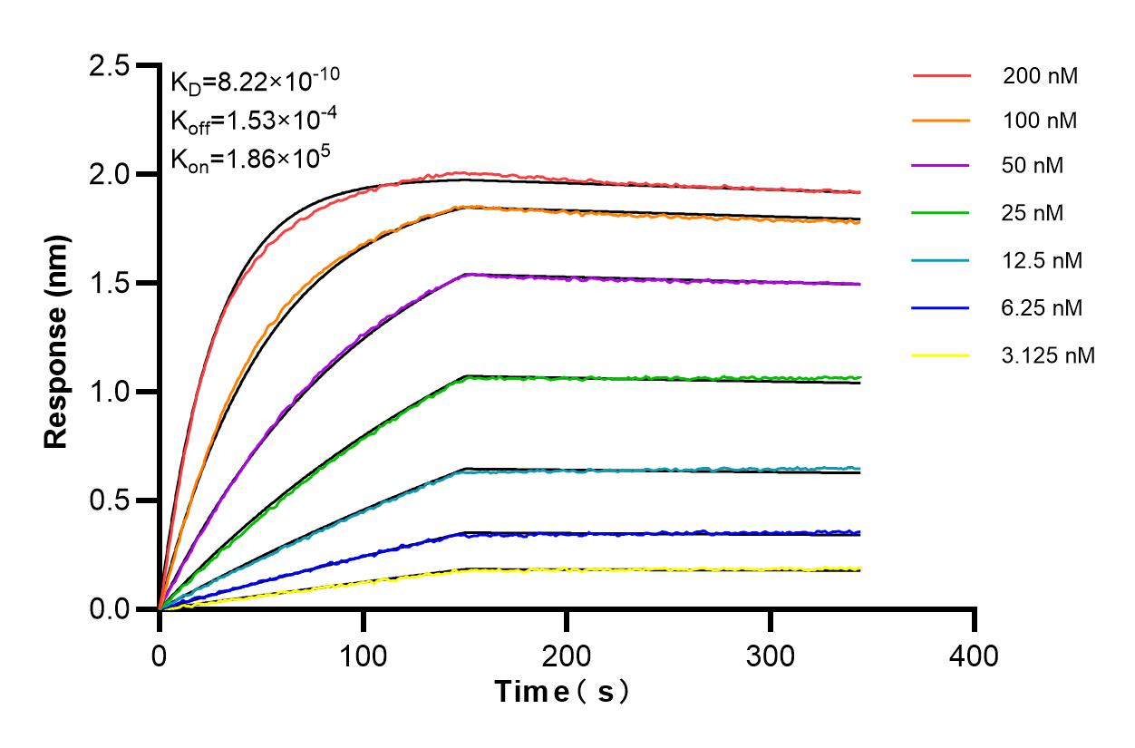Affinity and Kinetic Characterization of 85649-1-RR