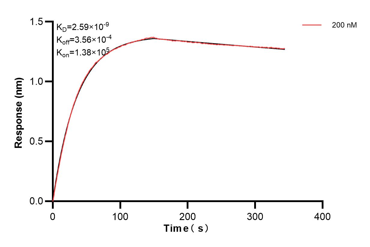 Biolayer interferometry (BLl) kinetic assays of 85663-3-PBS against Human SF3B4 was performed. The affinity constant is 2.59 nM. Affinity and Kinetic Characterization of 85663-3-PBS