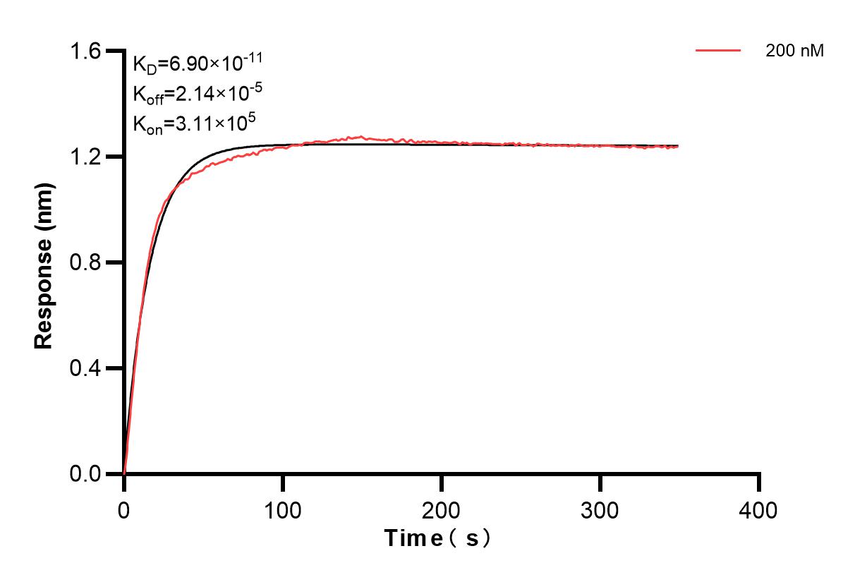 Biolayer interferometry (BLl) kinetic assay of 85719-2-PBS against Human C1QA was performed. The affinity constant is 69.0 pM. Affinity and Kinetic Characterization of 85719-2-PBS