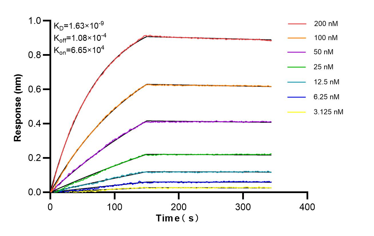 Affinity of 85736-6-RR