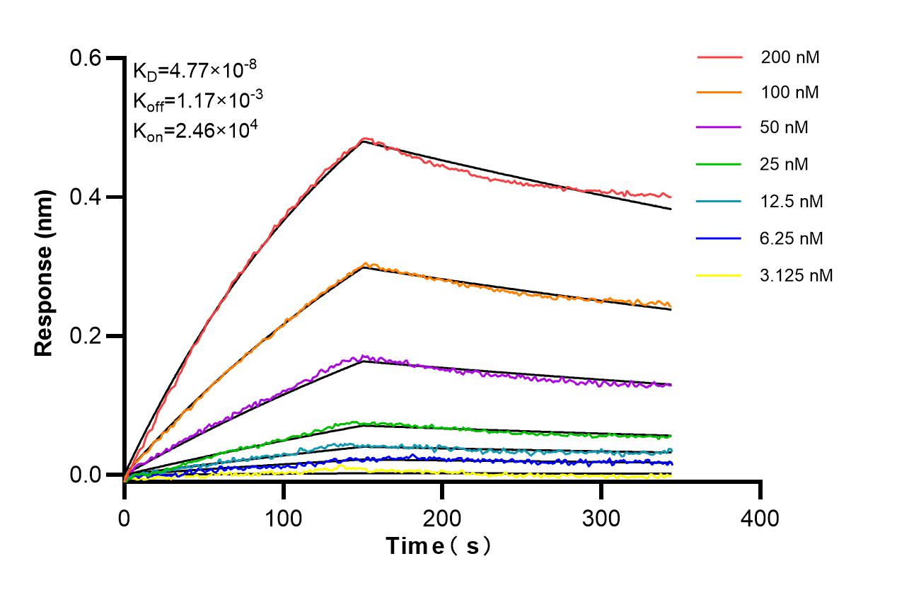 Affinity of 85749-1-RR