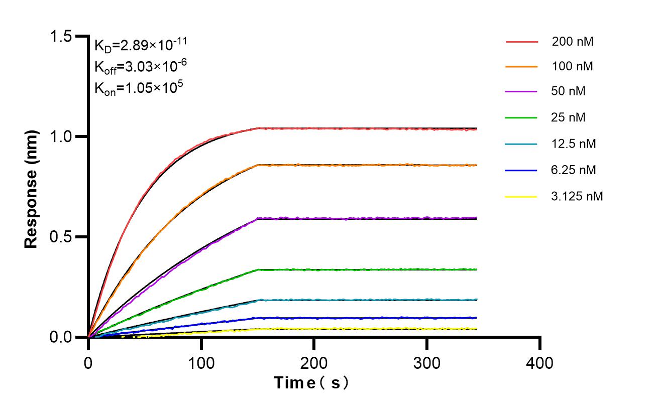 Affinity of 85805-2-RR Affinity of 85805-2-RR