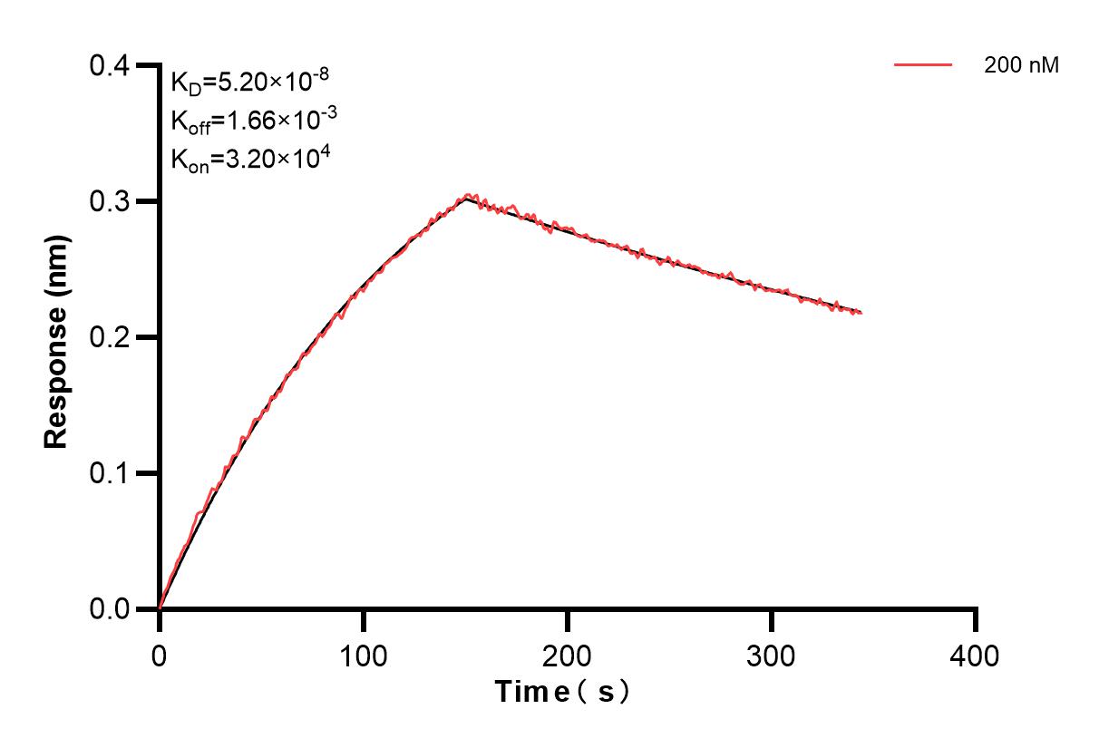 Biolayer interferometry (BLl) kinetic assays of 85856-4-PBS against Human PAEP were performed. The affinity constant is 52.0 nM. Affinity and Kinetic Characterization of 85856-4-PBS