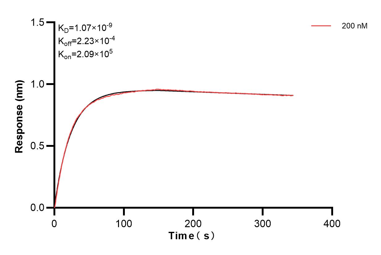 Biolayer interferometry (BLl) kinetic assay of <a class='green' href='/productredirect?CatalogNo=85857-1-PBS' target='_blank'>85857-1-PBS</a> against Human ACTN2 were performed. The affinity constant is 1.07 nM. Affinity of 85857-2-PBS