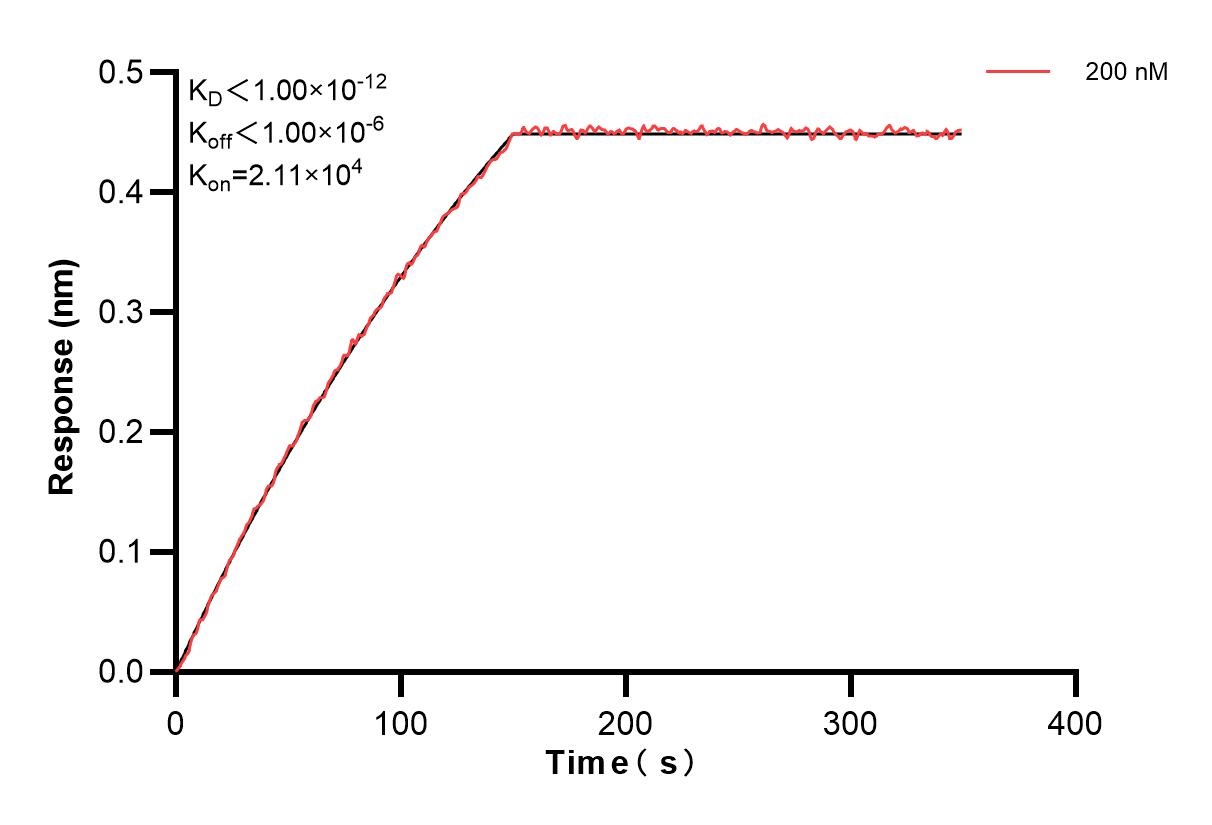 Biolayer interferometry (BLl) kinetic assays of 85858-3-PBS against Human BCL10 were performed. The affinity constant is below 1 pM. Affinity and Kinetic Characterization of 85858-3-PBS