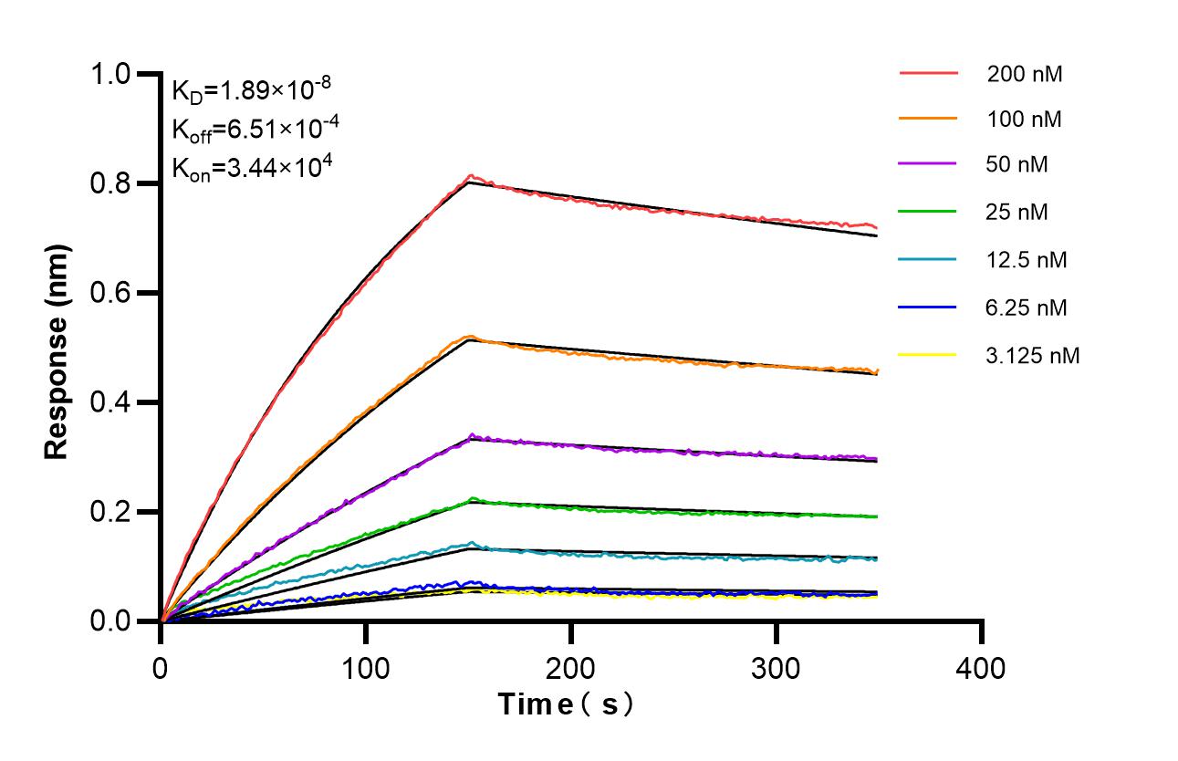Affinity of 85871-4-RR Affinity of 85871-4-RR