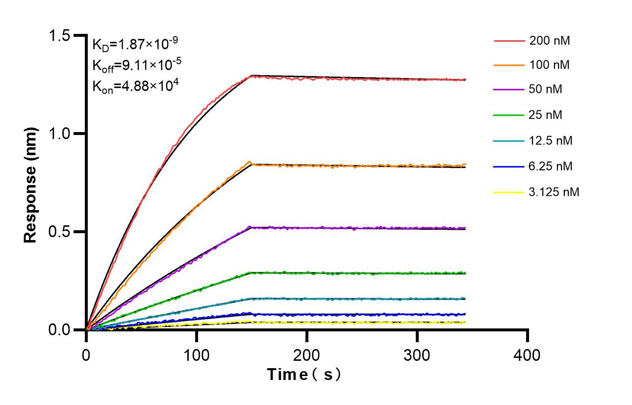 Biolayer interferometry (BLl) kinetic assays of 85878-1-RR against Human GLUT5 were performed. The affinity constant is 1.87 nM. Affinity and Kinetic Characterization of 85878-1-RR