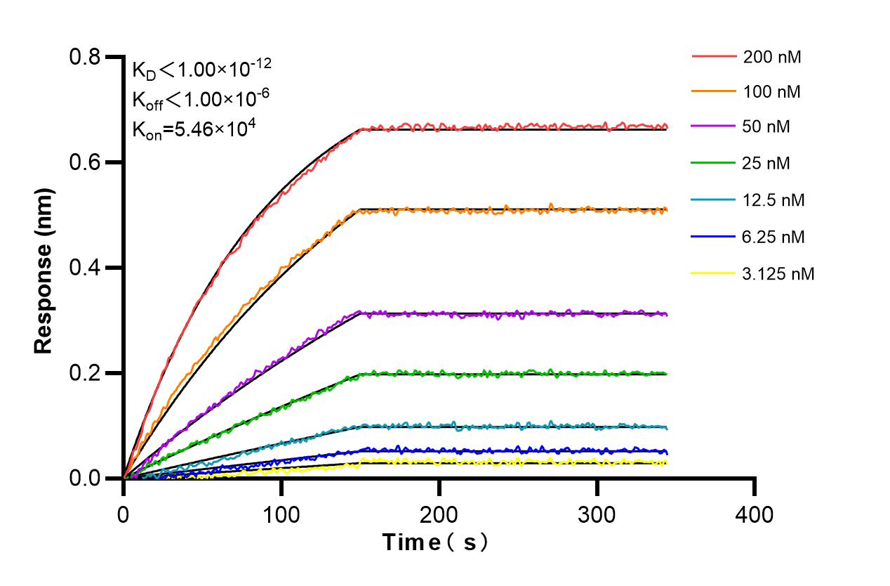 Affinity and Kinetic Characterization of 85905-4-RR