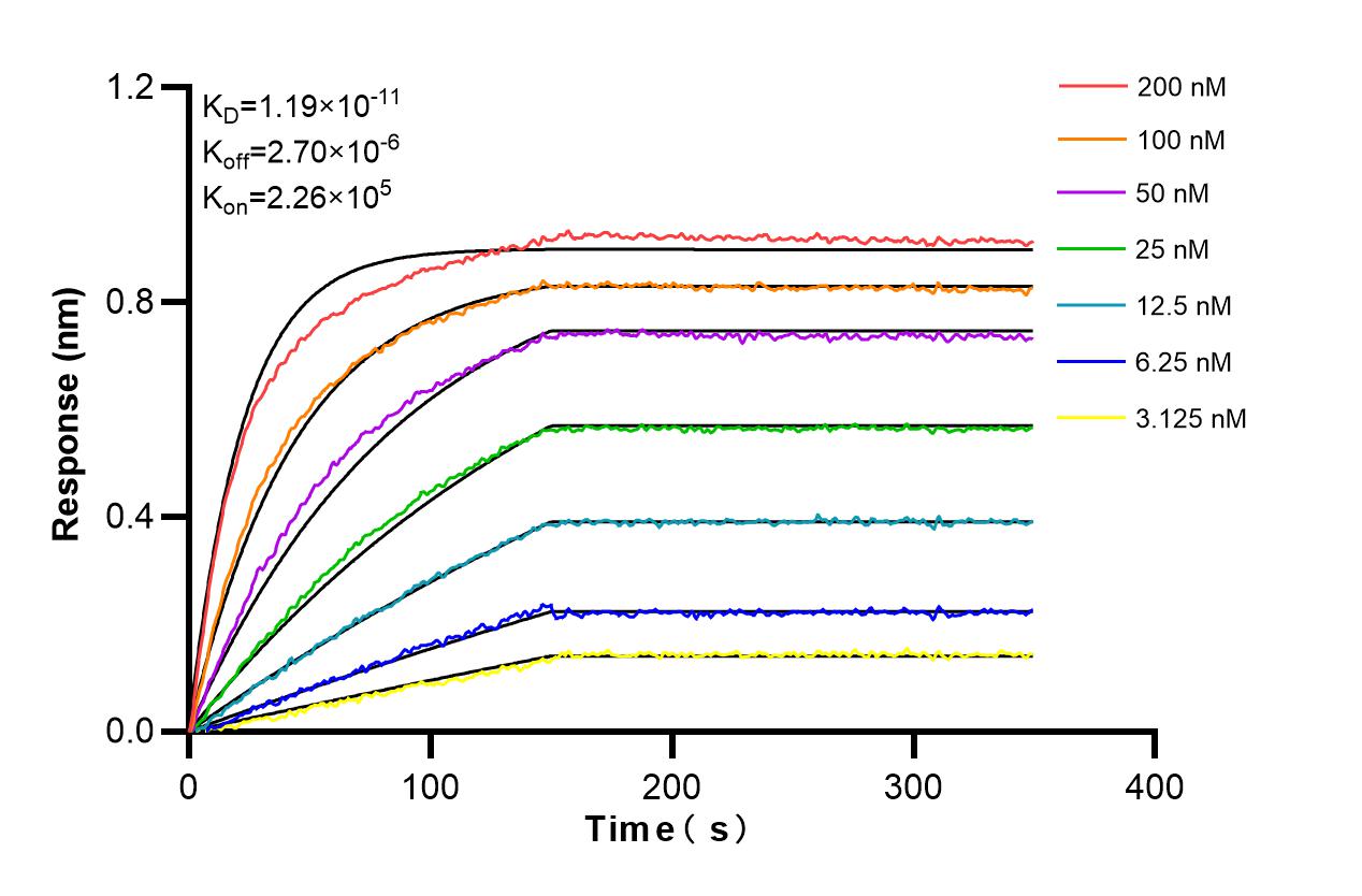 Affinity and Kinetic Characterization of 85909-3-RR