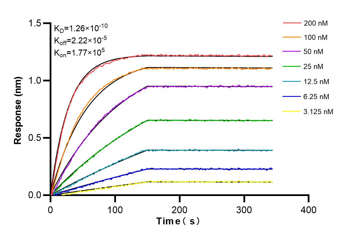 Affinity and Kinetic Characterization of 85948-1-RR