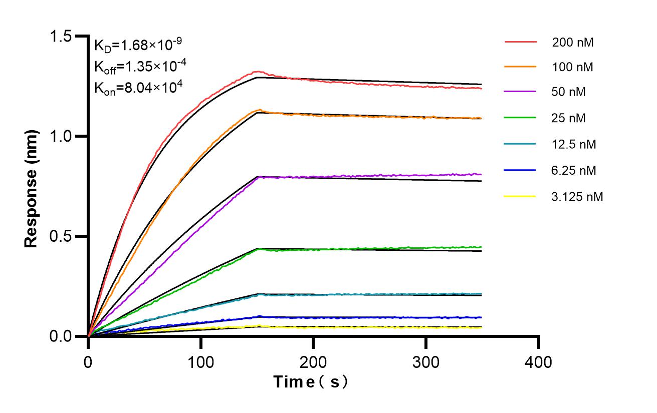 Affinity of 85953-2-PBS Affinity of 85953-2-PBS