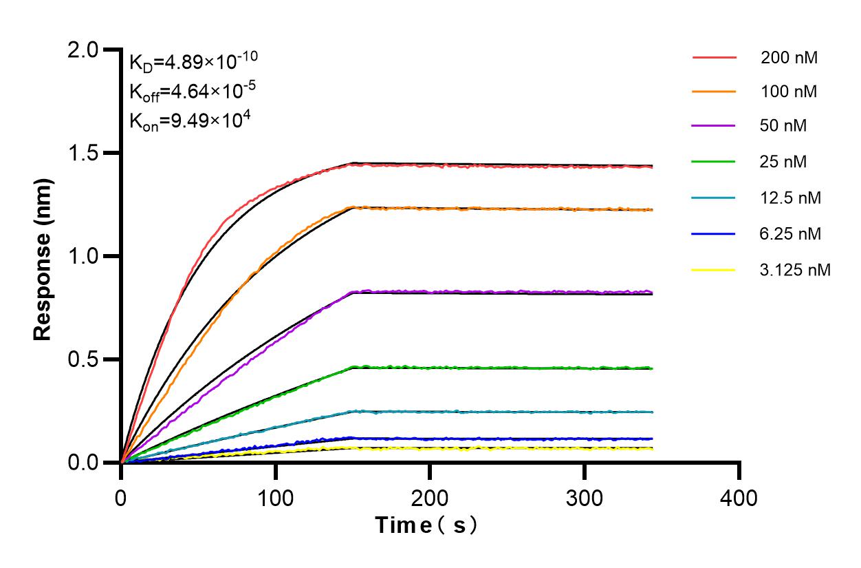 Affinity and Kinetic Characterization of 85954-2-RR