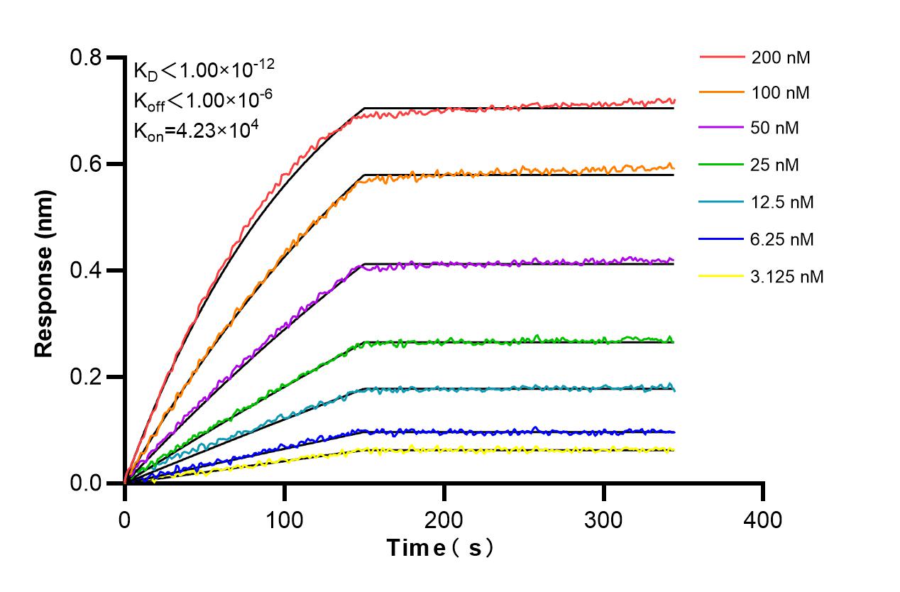 Affinity and Kinetic Characterization of 85981-1-RR