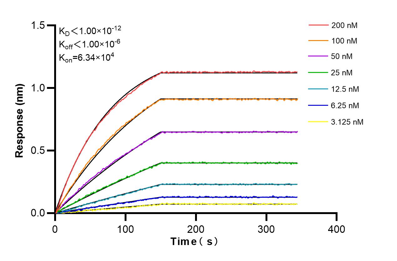Affinity and Kinetic Characterization of 85982-1-RR