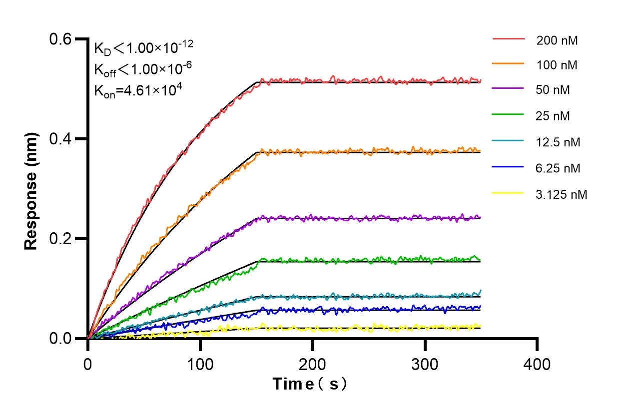Affinity and Kinetic Characterization of 85984-1-RR