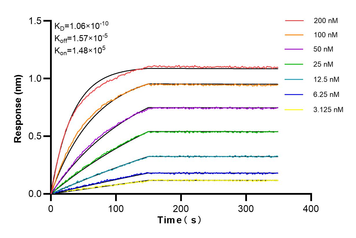 Affinity and Kinetic Characterization of 86004-1-RR
