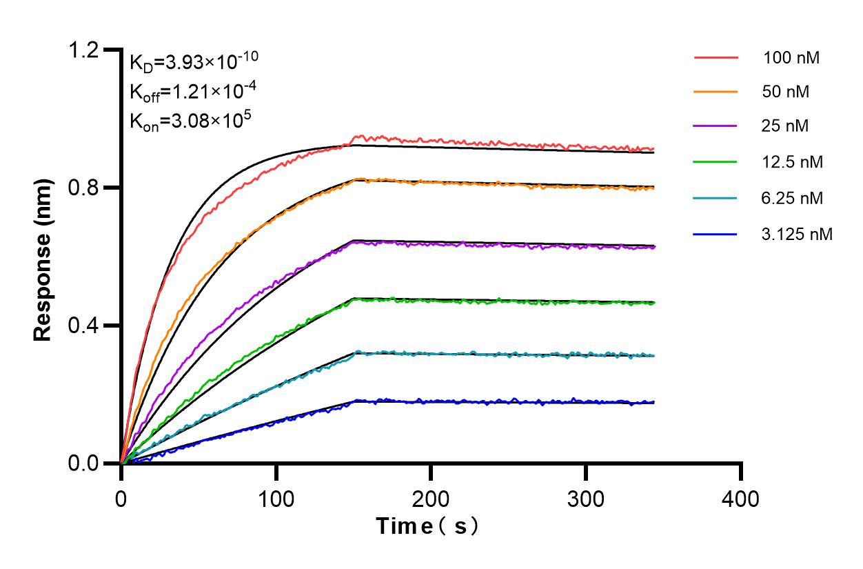 Affinity and Kinetic Characterization of 86015-1-RR