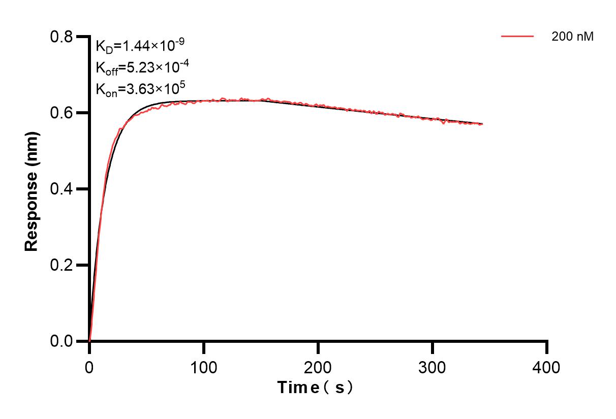 Biolayer interferometry (BLl) kinetic assays of 86023-1-PBS against Human CD74 were performed. The affinity constant is 1.44 nM. Affinity and Kinetic Characterization of 86023-1-PBS