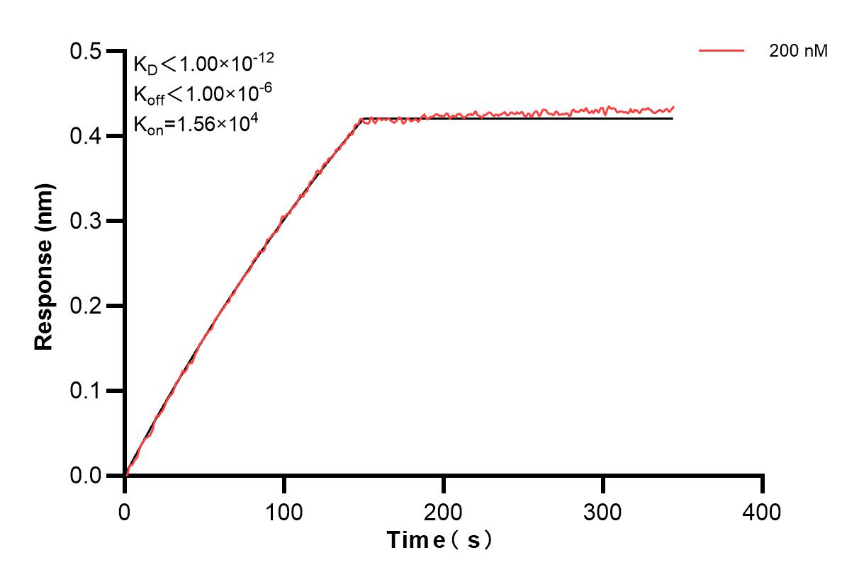 Biolayer interferometry (BLl) kinetic assays of 86023-4-PBS against Human CD74 were performed. The affinity constant is below 1 pM. Affinity and Kinetic Characterization of 86023-4-PBS