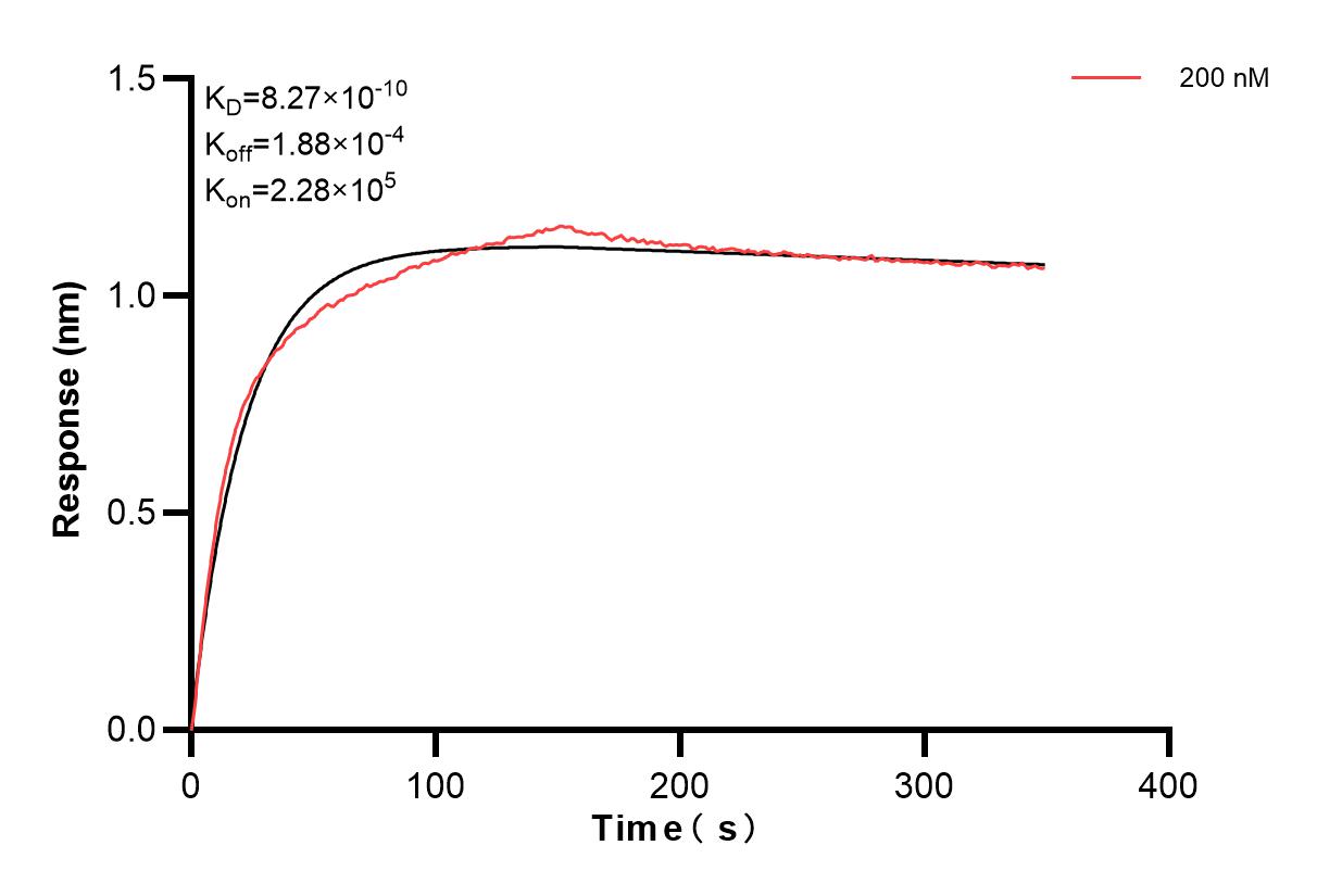 Affinity and Kinetic Characterization of 86040-1-PBS Affinity and Kinetic Characterization of 86040-1-PBS