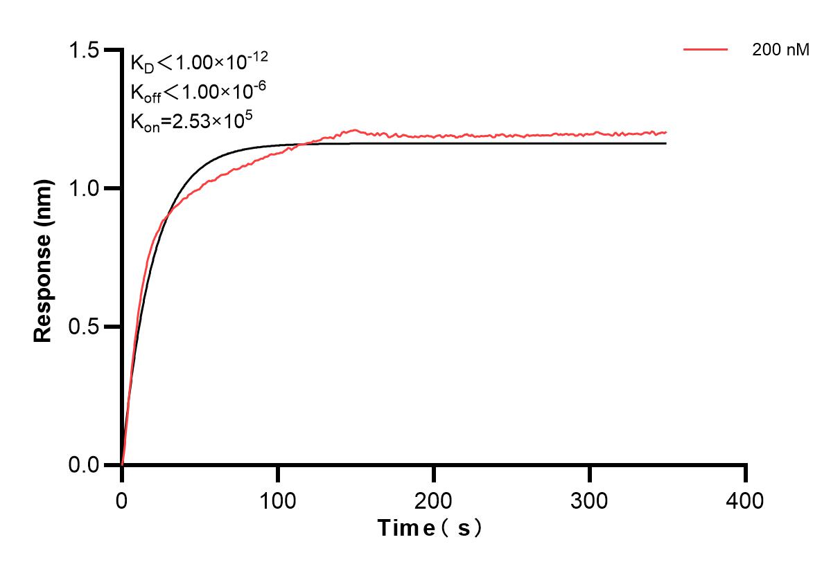 Affinity and Kinetic Characterization of 86040-2-PBS Affinity and Kinetic Characterization of 86040-2-PBS