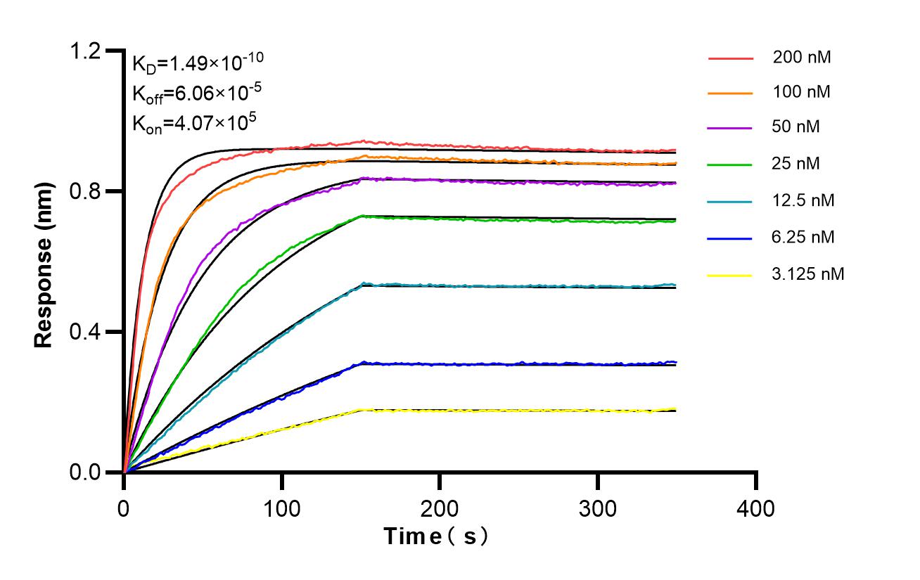 Affinity of 86052-4-RR Affinity of 86052-4-RR