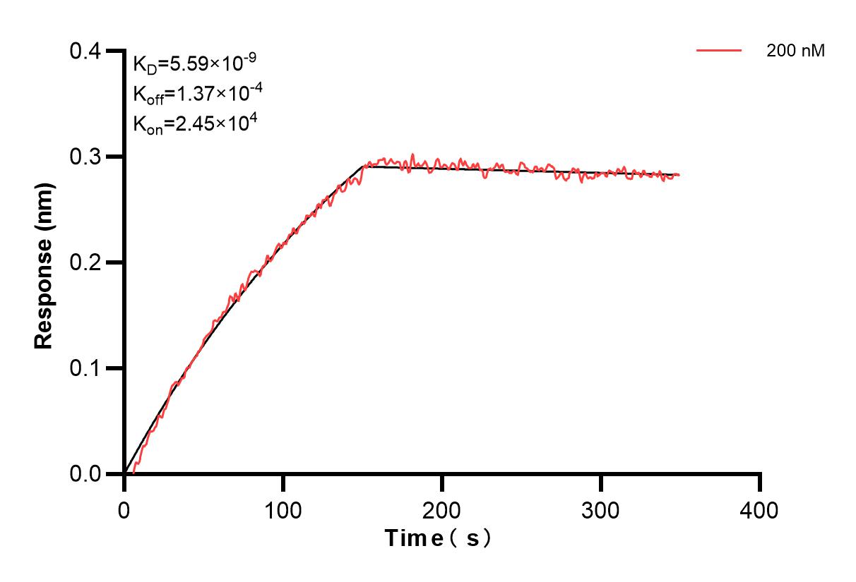 Biolayer interferometry (BLl) kinetic assay of 86063-4-PBS against Human CD8A was performed. The affinity constant is 5.59 nM. Affinity and Kinetic Characterization of 86063-4-PBS