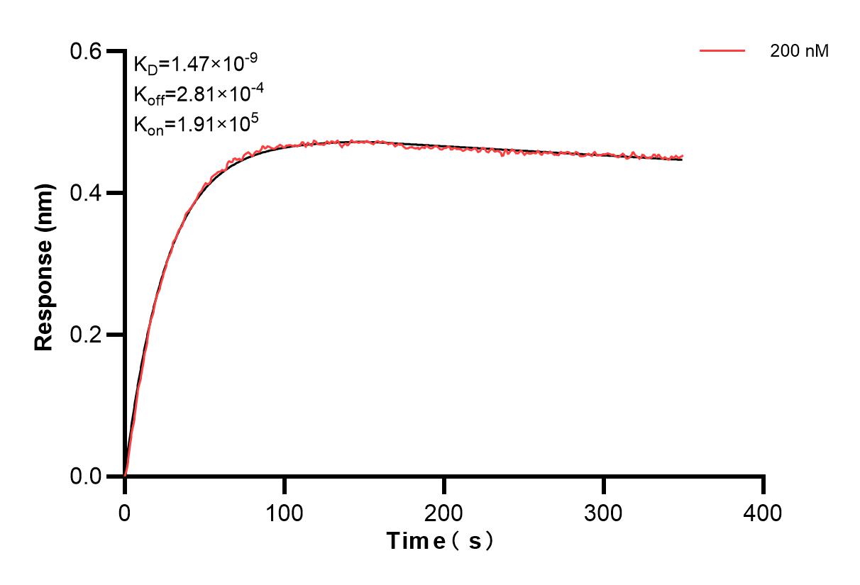 Biolayer interferometry (BLl) kinetic assay of 86063-5-PBS against Human CD8A was performed. The affinity constant is 1.47 nM. Affinity and Kinetic Characterization of 86063-5-PBS