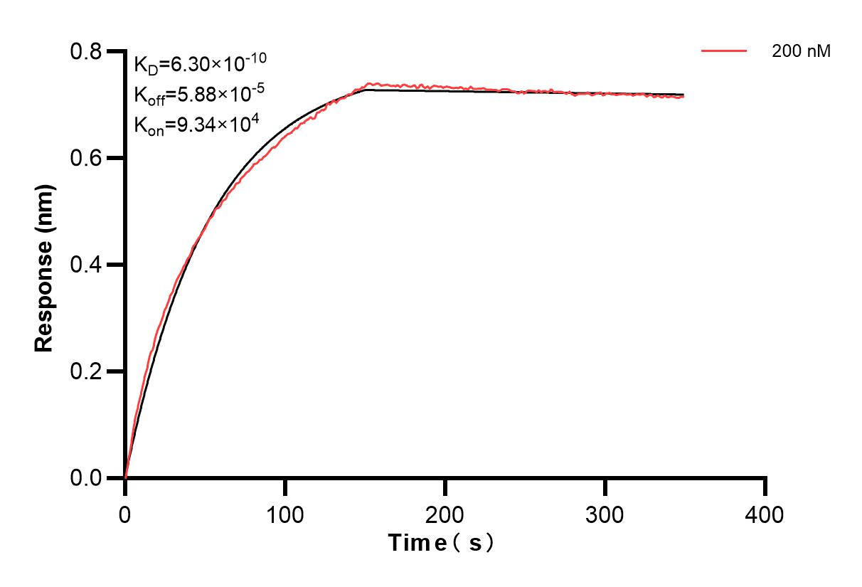 Biolayer interferometry (BLl) kinetic assay of <a class='green' href='/productredirect?CatalogNo=86067-1-PBS' target='_blank'>86067-1-PBS</a> against Human Serpin C1/Antithrombin III was performed. The affinity constant is 0.63 nM. Affinity of 86067-2-PBS