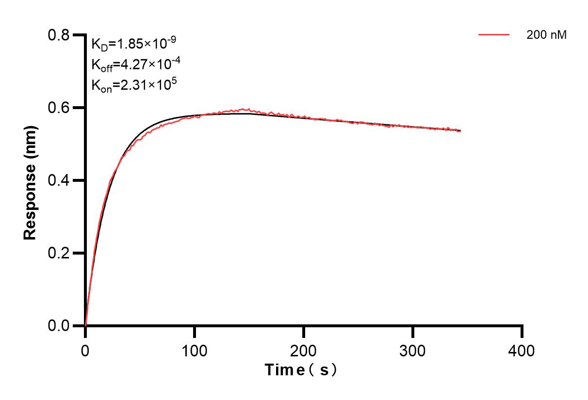 Biolayer interferometry (BLl) kinetic assay of 86075-3-PBS against Human PCNP was performed. The affinity constant is 1.85 nM. Affinity of 86075-3-PBS