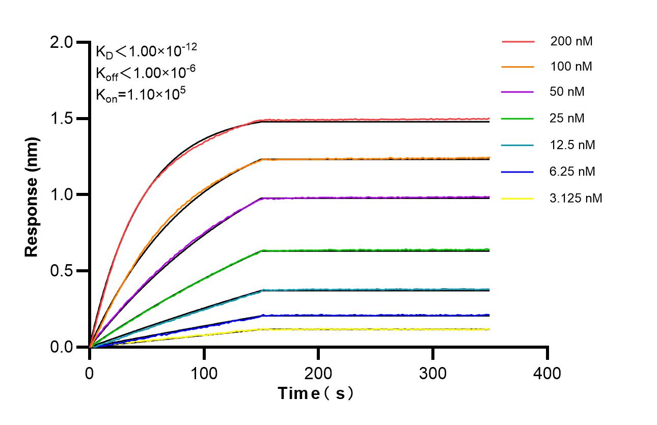 Biolayer interferometry (BLl) kinetic assays of <a class='green' href='/productredirect?CatalogNo=86080-1-RR' target='_blank'>86080-1-RR</a> against Human PLN were performed. The affinity constant is below 1 pM. Affinity of 86080-1-RR