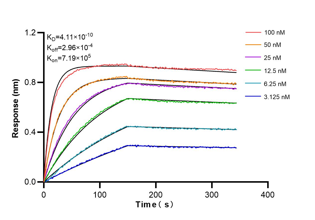 Affinity and Kinetic Characterization of 86085-1-RR