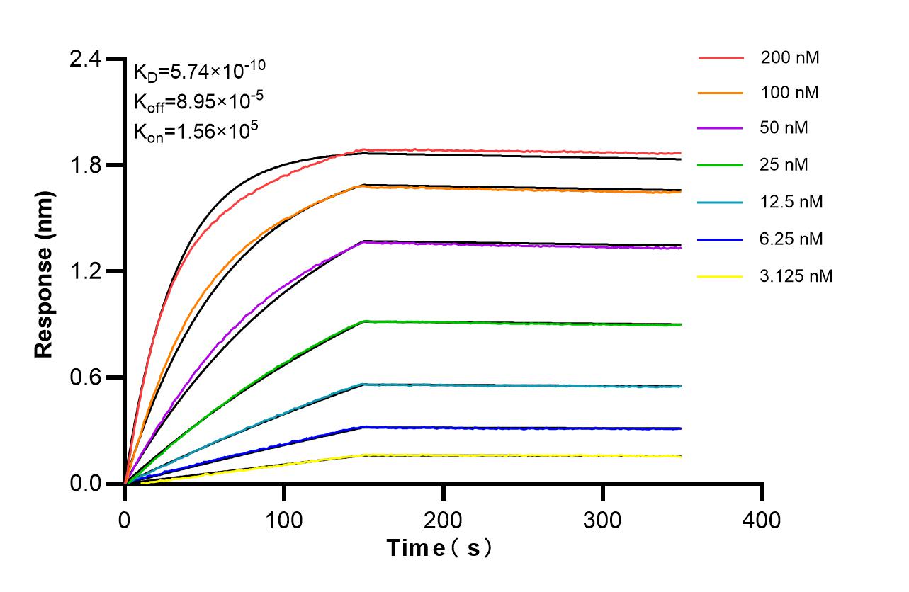 Affinity of 86091-1-RR