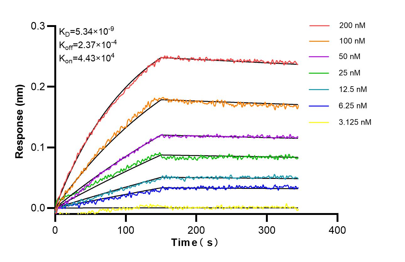 Affinity of 86107-1-RR Affinity of 86107-1-RR