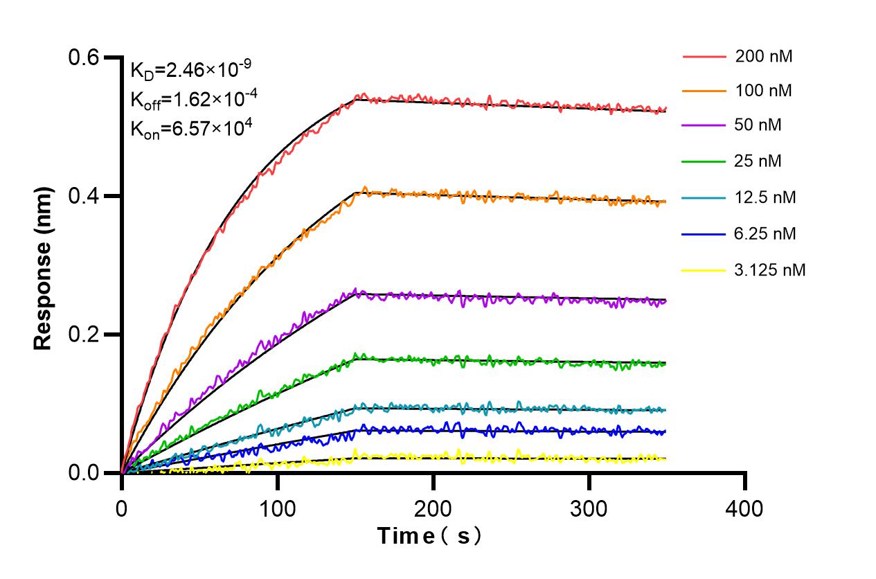 Affinity and Kinetic Characterization of 86129-1-RR