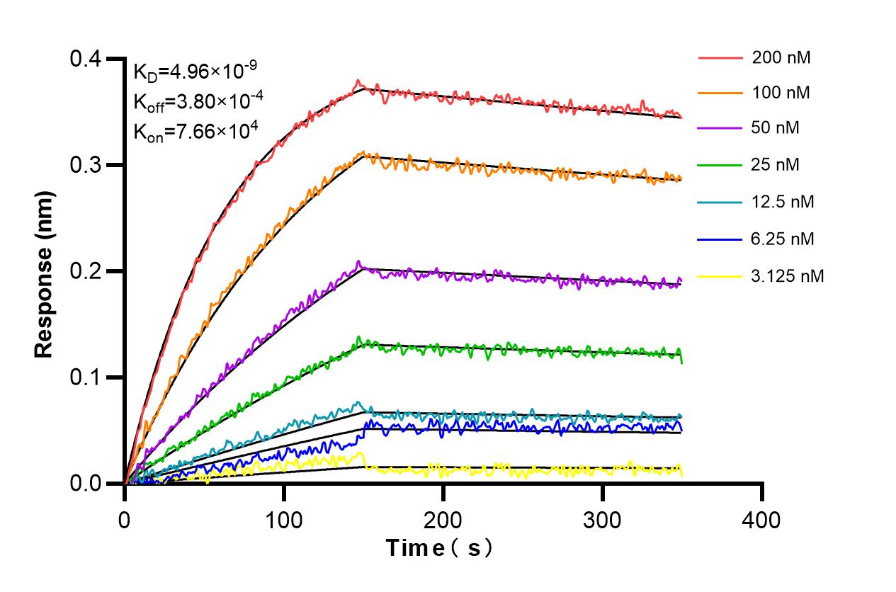 Affinity and Kinetic Characterization of 86139-2-RR