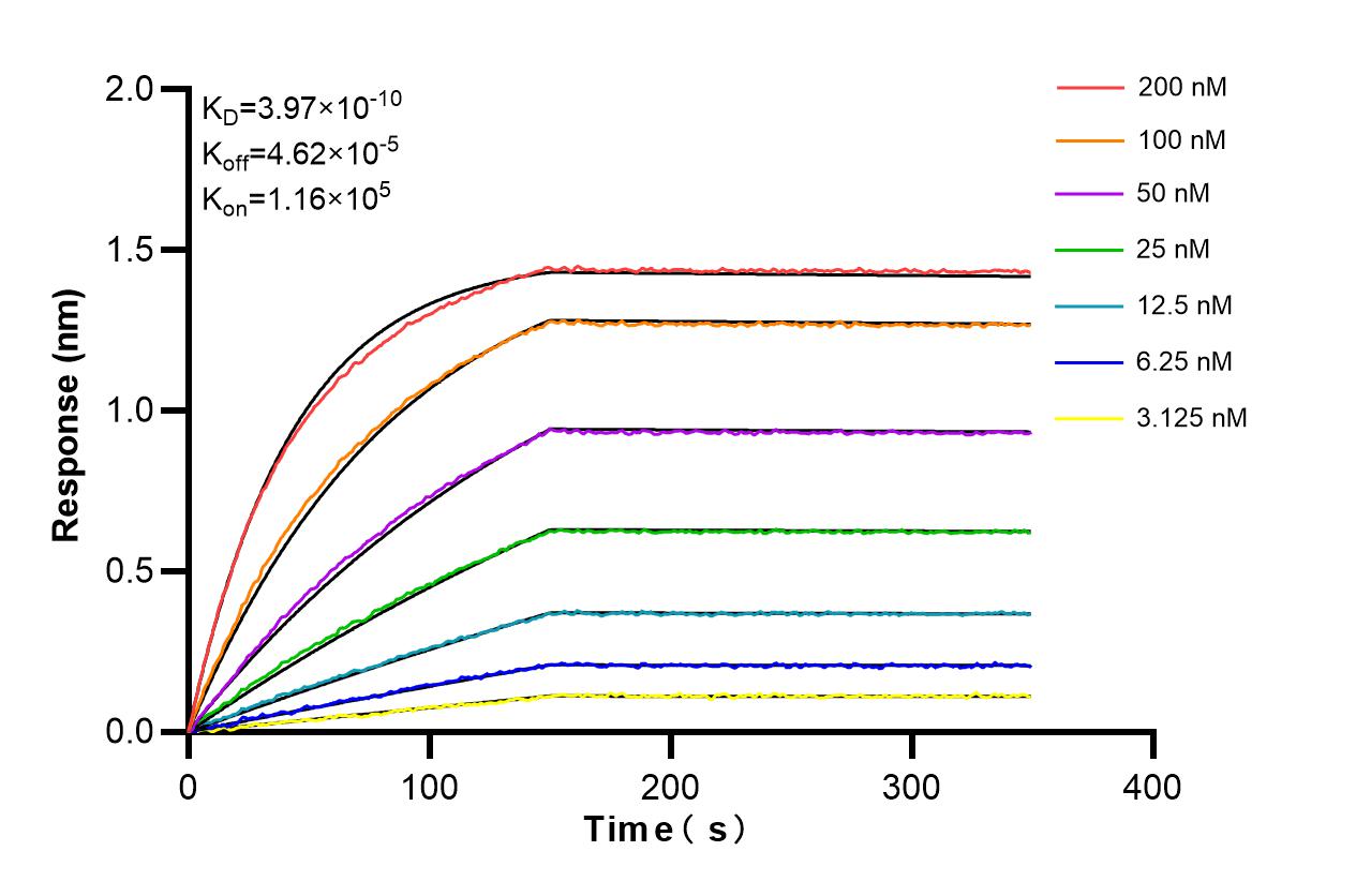 Affinity and Kinetic Characterization of 86151-1-RR