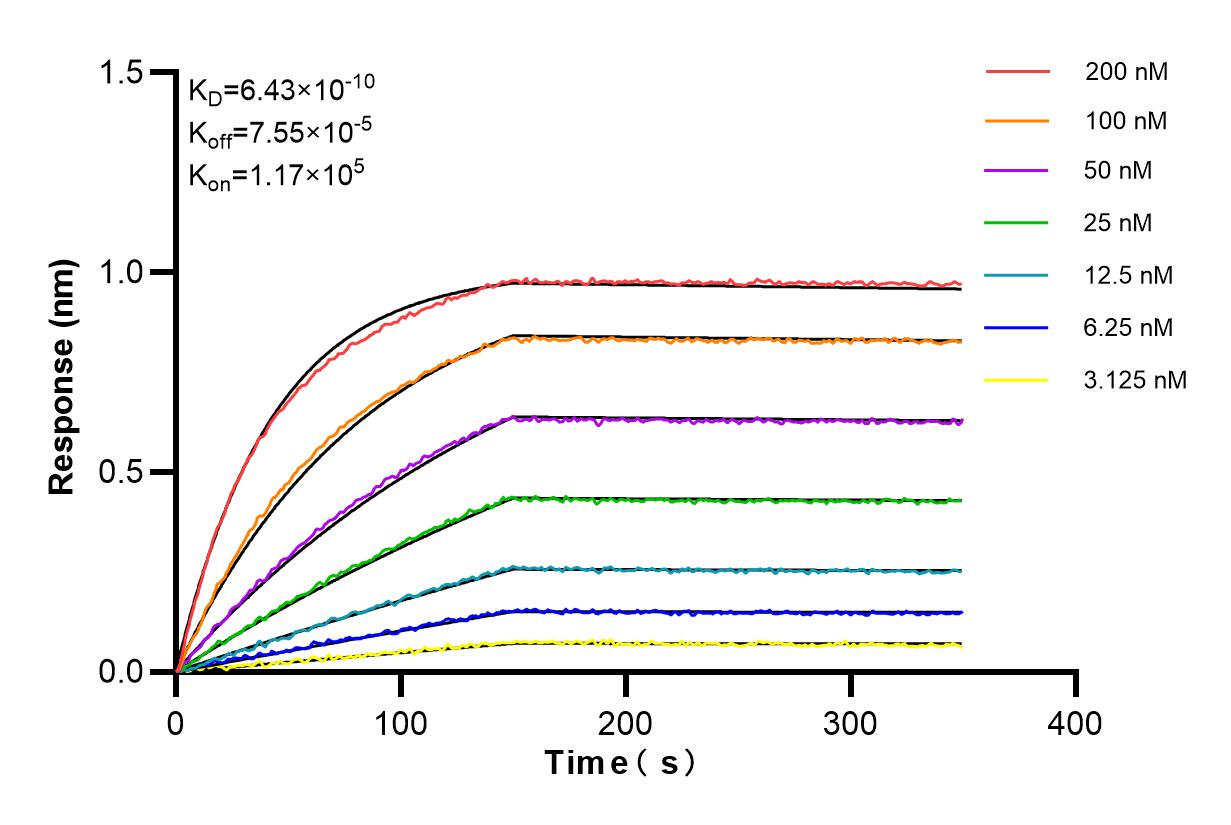 Biolayer interferometry (BLl) kinetic assays of 86167-1-RR against Human NDP52 were performed. The affinity constant is 0.643 nM. Affinity and Kinetic Characterization of 86167-1-RR