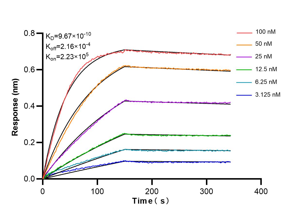 Affinity and Kinetic Characterization of 86175-1-RR