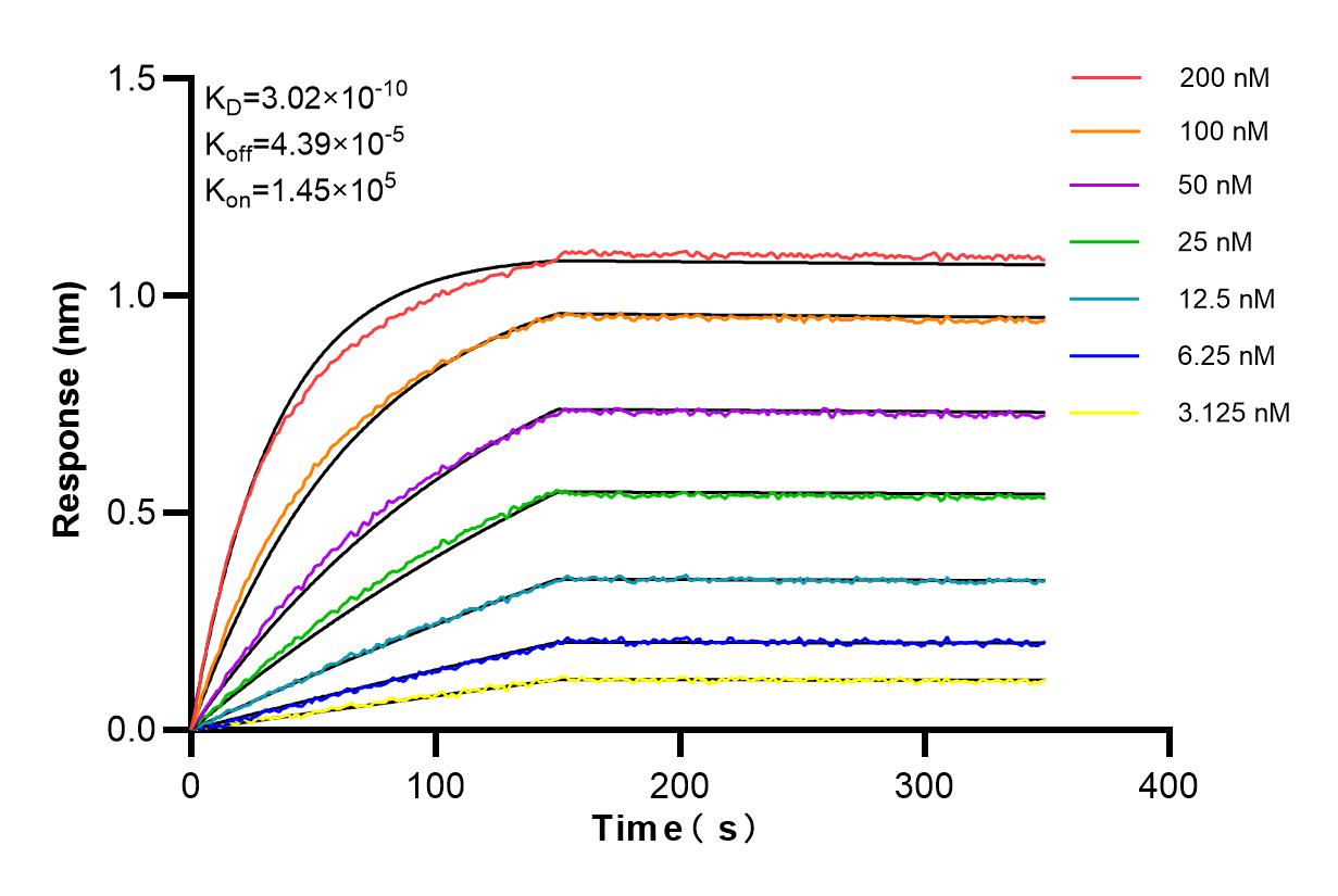 Biolayer interferometry (BLl) kinetic assays of 86184-1-RR against Human SOX13 were performed. The affinity constant is 0.302 nM. Affinity and Kinetic Characterization of 86184-1-RR