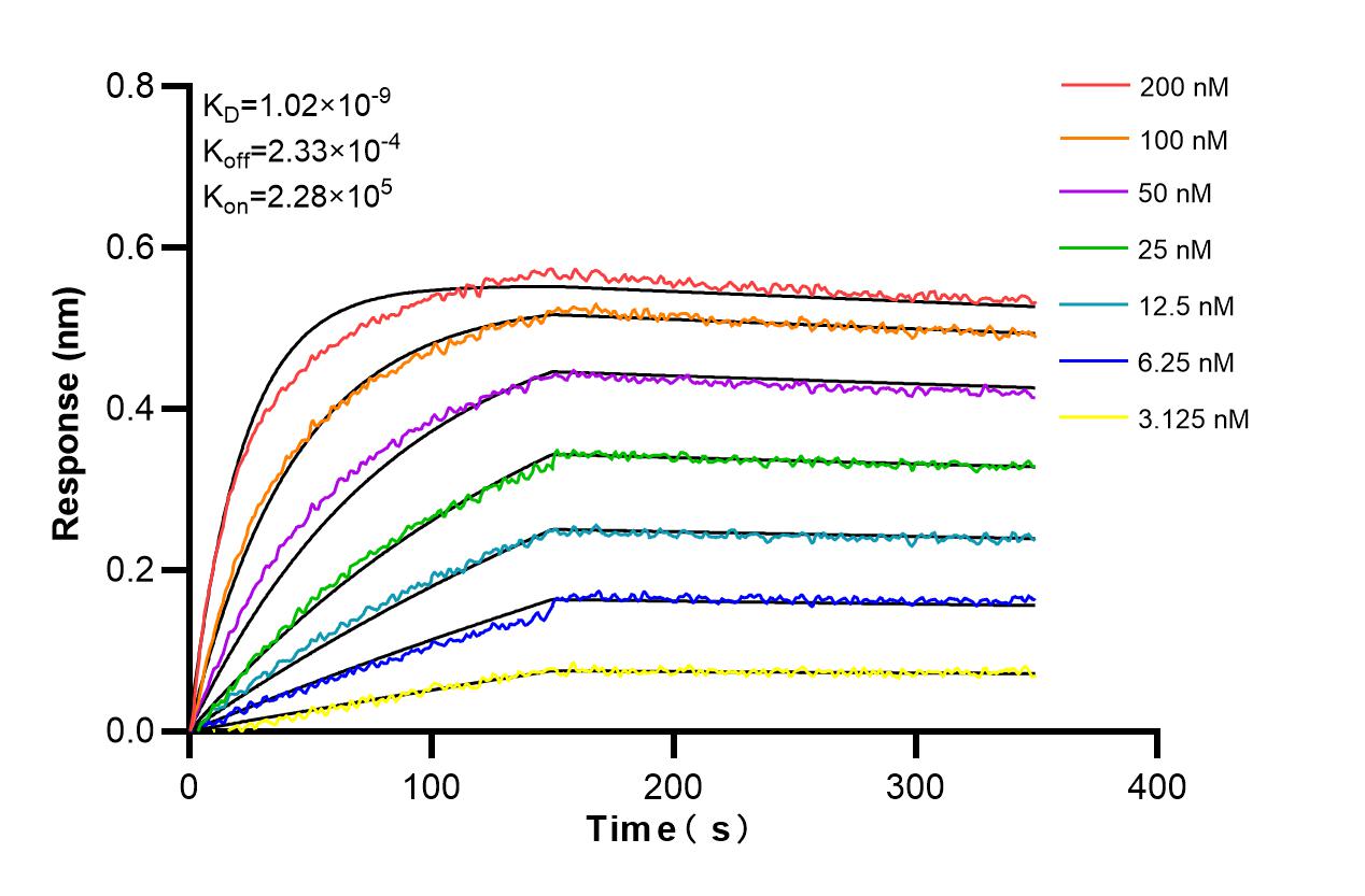 Biolayer interferometry (BLl) kinetic assays of 86192-3-RR against Human Myogenin were performed. The affinity constant is 1.02 nM. Affinity and Kinetic Characterization of 86192-3-RR